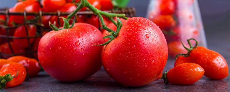 西红柿六月份能种植吗（西红柿什么时候可以种植）