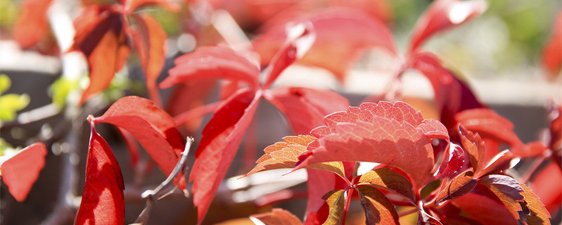 红钻花卉怎么移栽 红钻花卉的养殖方法