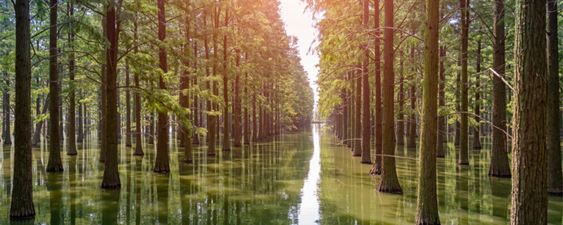 水杉是什么植物 银杏水杉是什么植物