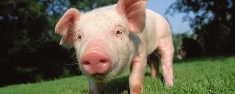 三十二种常见的猪病 三十二种常见的猪病图片