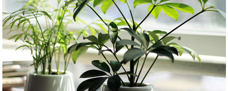 琴叶榕叶子锈斑 琴叶榕叶子锈斑掉光了,还能发芽吗