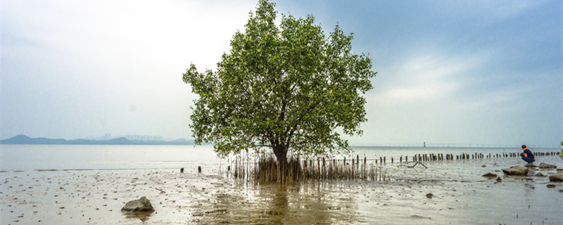 红树植物因什么被氧化而得名（红树植物因为什么而得名）