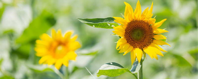 茎的种类有哪五种 茎分哪几种
