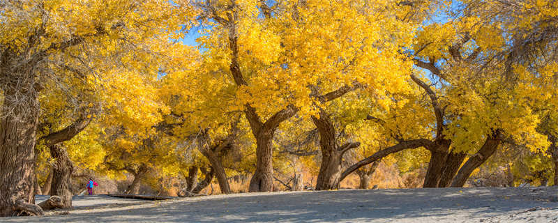 胡杨树爱情寓意是什么(胡杨林爱情寓意)