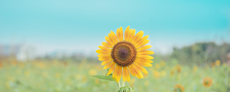 向日葵早中晚都朝着什么方向（早中晚向日葵分别在哪个方向）