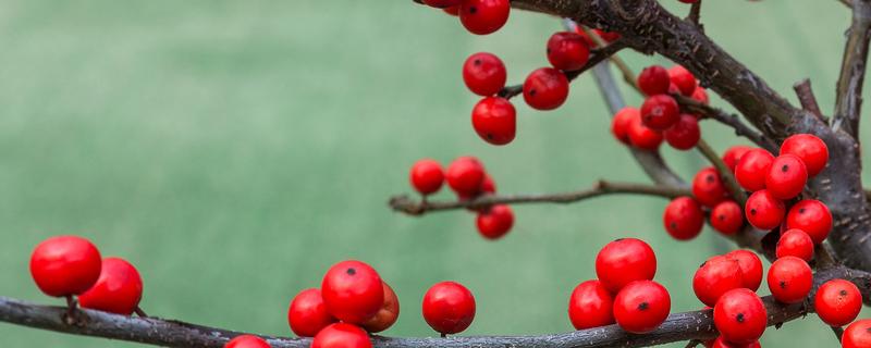 冬红果盆景怎样养殖（冬红果盆景养殖方法）