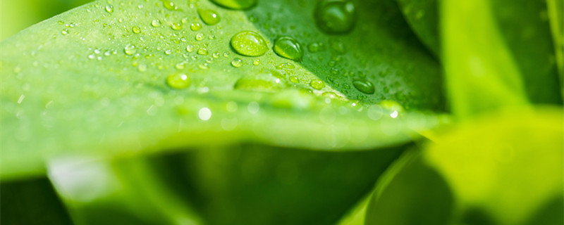 金钻的养殖方法和注意事项（金钻的养殖方法和注意事项有哪些）