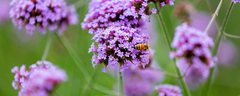 马鞭草有几种 马鞭草有几种颜色