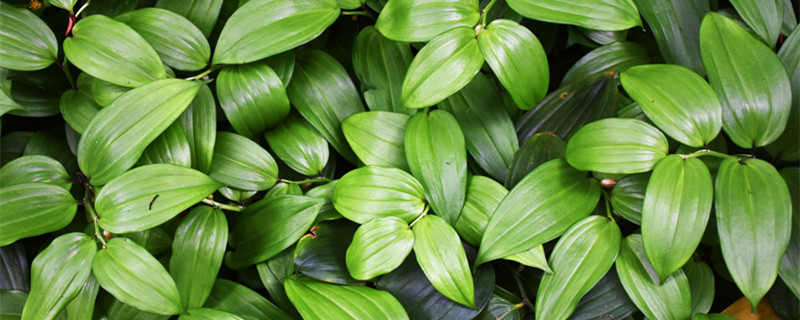 落地生根是什么植物（落地生根是什么植物有毒吗）