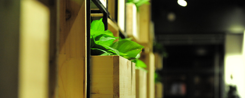 绿萝扦插快速生根方法 绿萝扦插快速生根方法土培