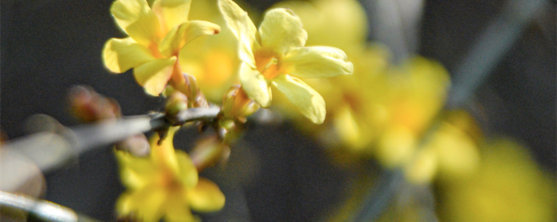 春天开什么花 春天开什么花 常见