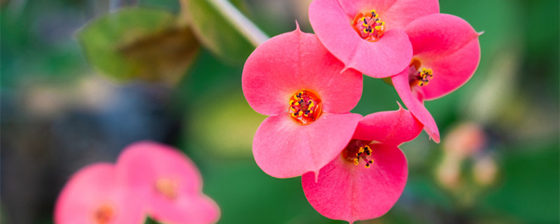 铁海棠怎么养 铁海棠怎么养才能更旺盛