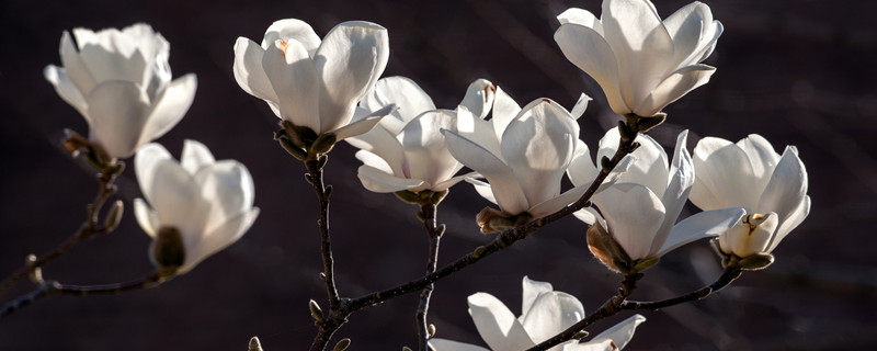 玉兰花象征着什么（玉兰花象征着什么精神）