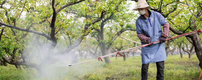 米兰叶子上有白色点点是什么病 米兰叶子上有白色斑点