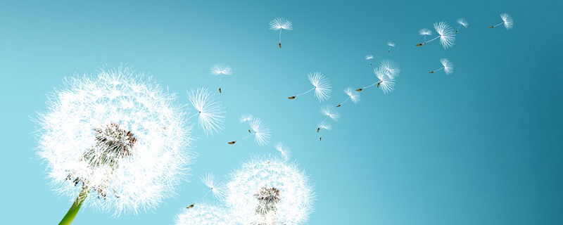 各种植物传播种子方法（各种植物传播种子方法的句子）