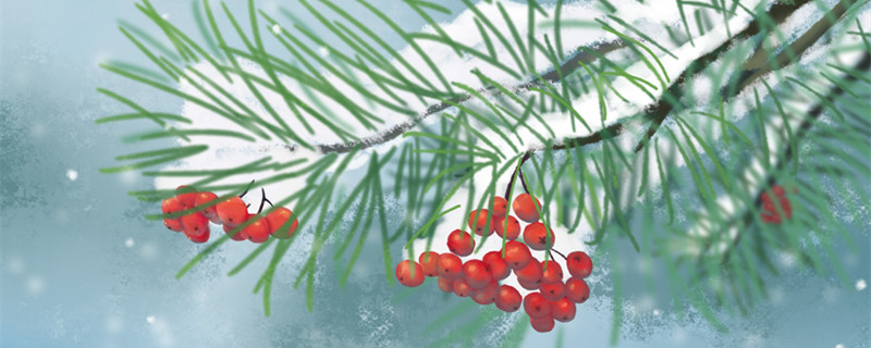 红豆杉的养殖方法和注意事项 盆栽红豆杉的养殖方法和注意事项