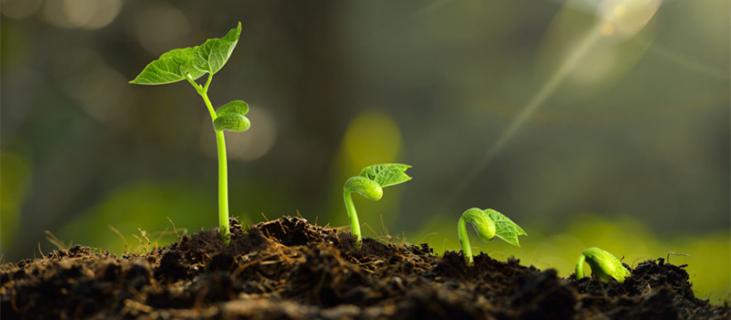 巴西木的养殖方法和注意事项（刚买的巴西木的养殖方法和注意事项）