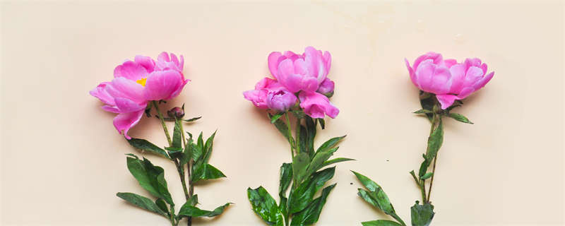 植物激素有哪些 植物激素有哪些及作用