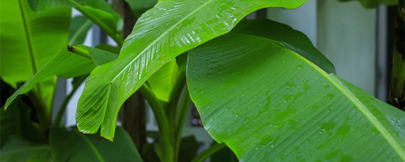 芭蕉叶大栀子肥是什么季节(栀子花几月份开始施肥)