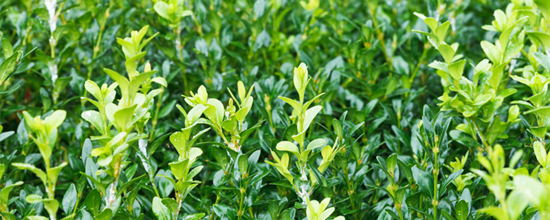 黄杨的品种有哪些 黄杨的品种有哪些,图片