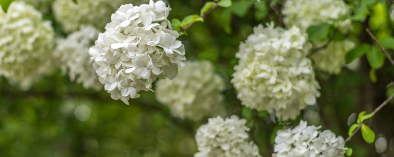 琼花树的养殖方法和注意事项 琼花怎么养殖
