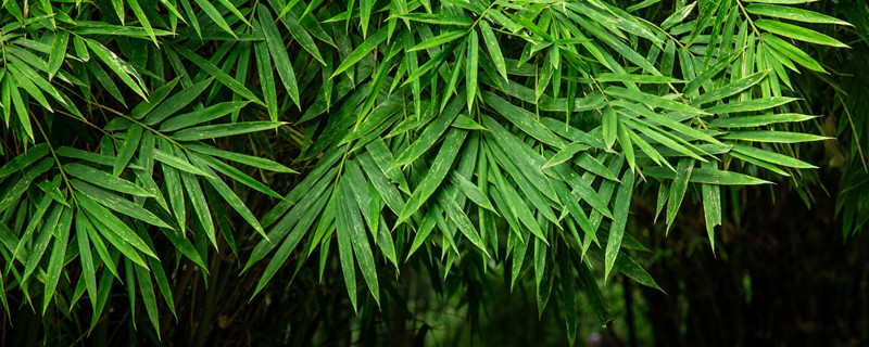 竹子黄叶的原因和处理办法（竹子出现黄叶怎么办）