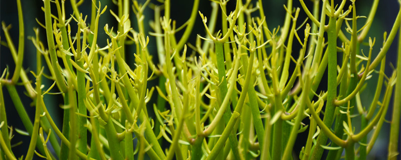 光棍树怎么繁殖（怎么养光棍树）