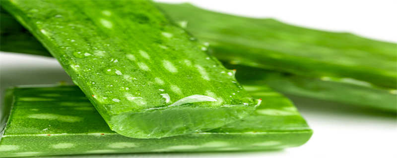 芦荟的种植方法(芦荟的种植方法详细)