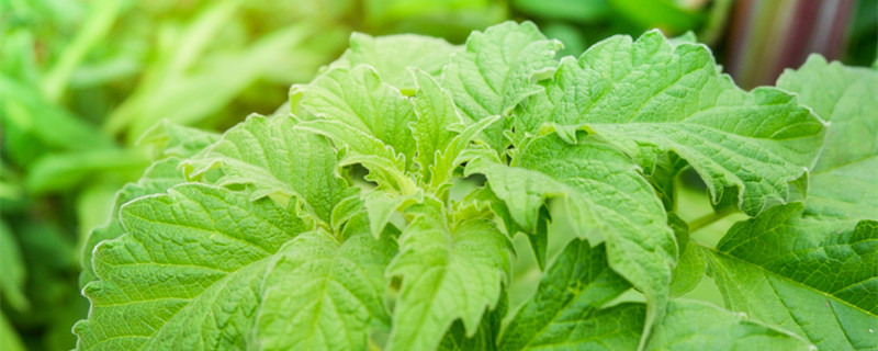 紫苏怎么养才能爆盆（花盆能种紫苏吗）