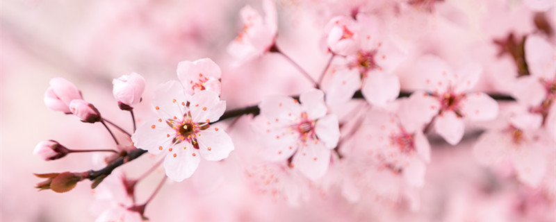 樱花的特点（樱花的特点和精神）