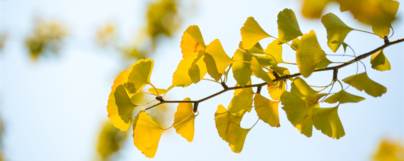 秋天为什么落叶 秋天为什么落叶回答儿童