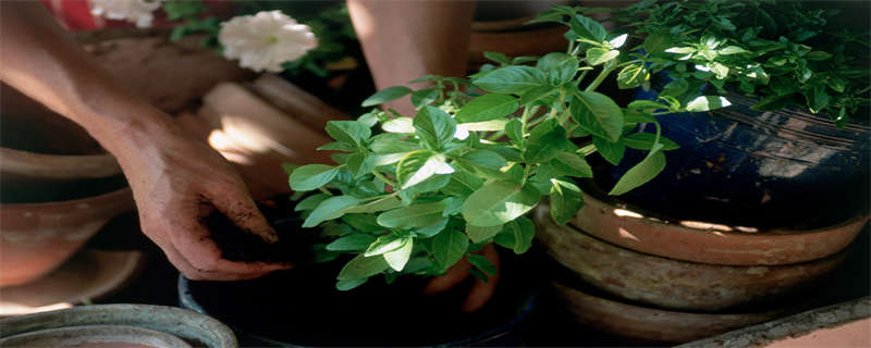 蟹爪兰怎样换盆才能活 蟹爪兰要不要换盆