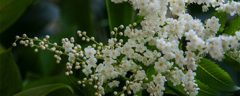 珍珠梅盆景怎么养(珍珠梅盆景怎么养护)