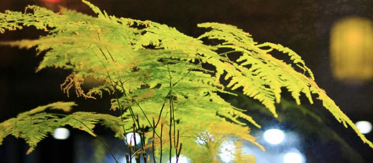 文竹怎么养?养殖方法和注意事项 文竹的养殖方法和注意