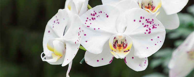 蝴蝶兰花语（紫色蝴蝶兰花语）