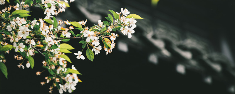 花为什么是香的（花为什么是香的屁为什么是臭的）