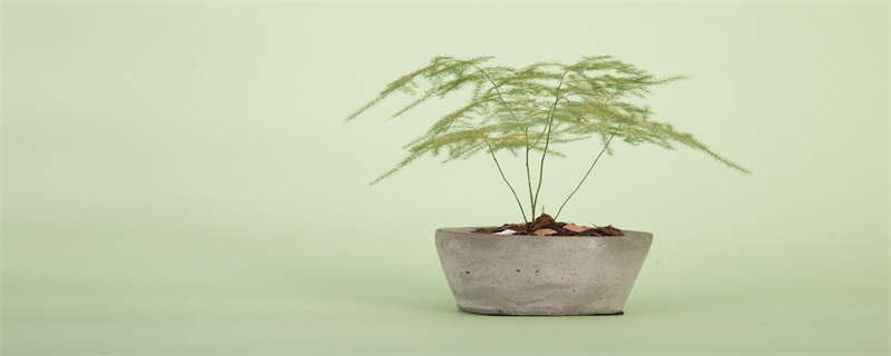 橡皮树掉叶子四大解决方法是 橡皮树自己掉叶子