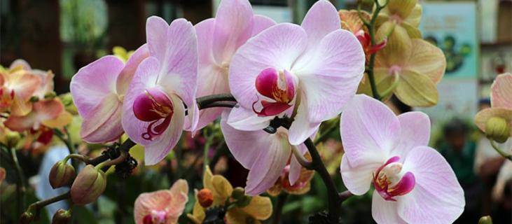 蝴蝶兰的养殖方法和注意事项 蝴蝶兰的养殖方法和注意事项 盆栽