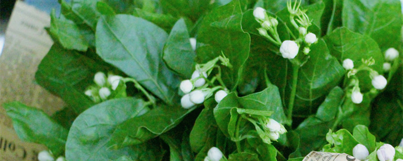 茉莉不长花苞的原因（茉莉花不长了是因为什么）
