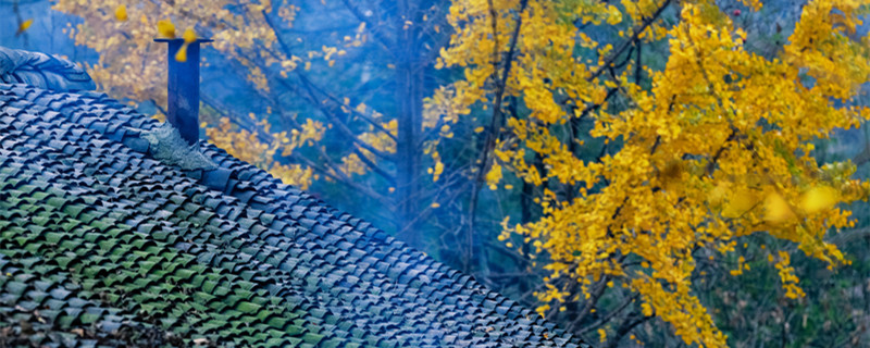 银杏树怎么种植(银杏树怎么种植成活率高)