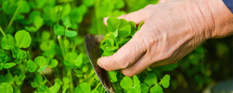 六月份可以种木耳菜吗（7月份可以种木耳菜吗）