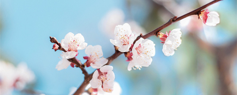 桃树杏树什么季节开花（桃树杏树什么时候开花?）