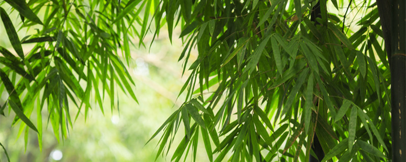 竹子类的植物有哪些 竹子属于什么类的植物