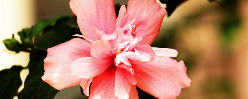 木槿的花语和传说(木槿花的寓意及花语)