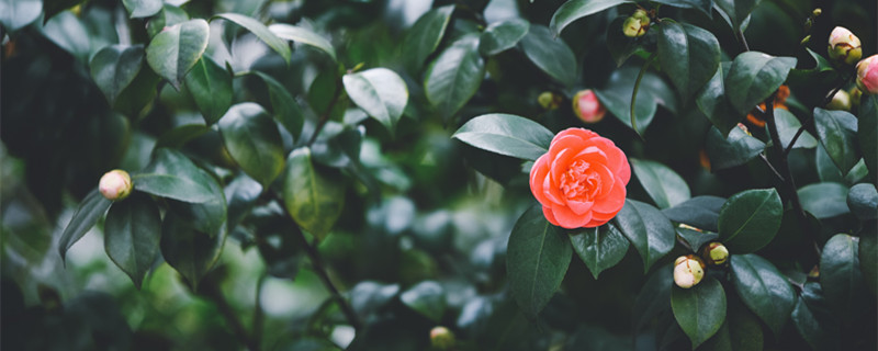 山茶花好养活吗 山茶花容易活吗