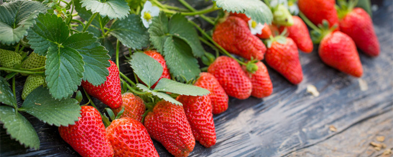 草莓果子长得慢怎么办 草莓果长得慢怎么回事