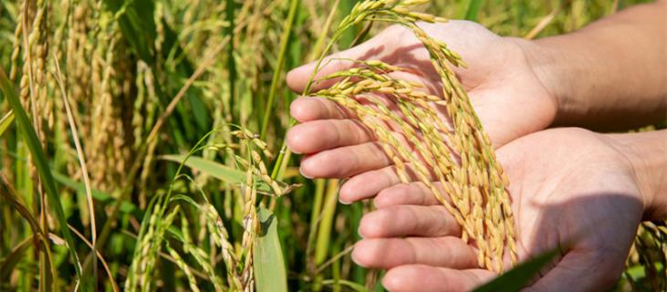 谷子种植时间和方法（谷子种植时间和方法技术）