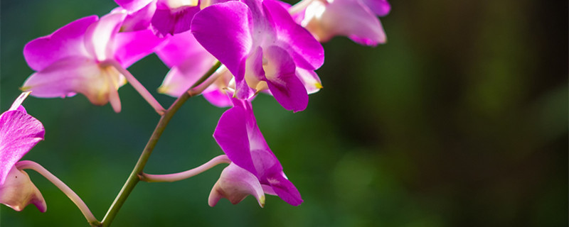 蟹爪兰怎么养（蟹爪兰怎么养更容易开花）