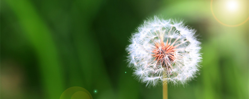 蒲公英的种子在哪里可以买 野生蒲公英种子哪里买