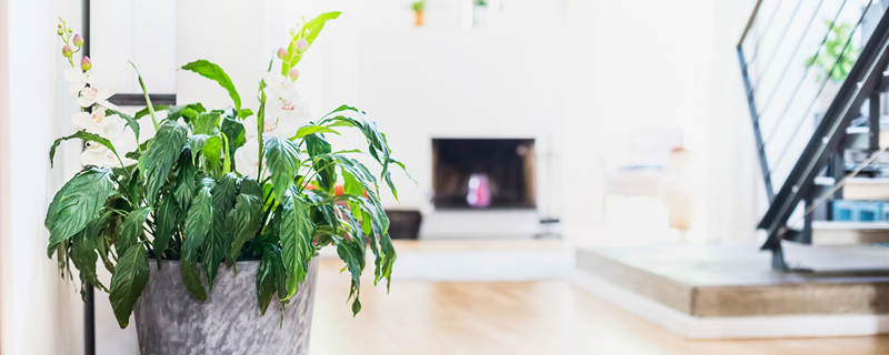 白掌的养殖方法 白掌的养殖方法和注意事项适合放客厅吗